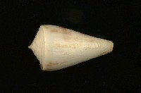 藏品(芋螺)的圖片